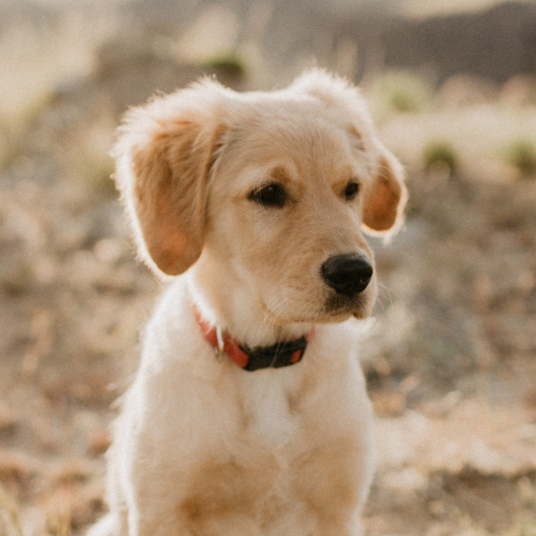 <strong>DISCOVER THE BEST FOOD DIET FOR DOGGY BEHAVIOUR PROBLEMS</strong><br><br>The fact nutritious and delicious meals are the building blocks for a healthy, happy dog isn&rsquo;t rocket...